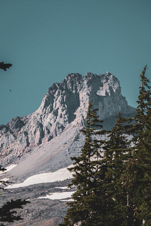 Mount Hood Seen through Trees in Winter