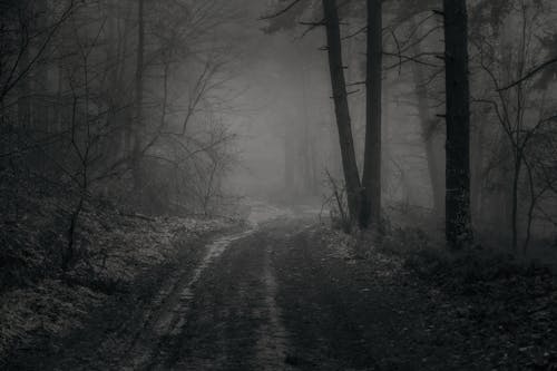 Бесплатное стоковое фото с грязная дорога, деревья, зима