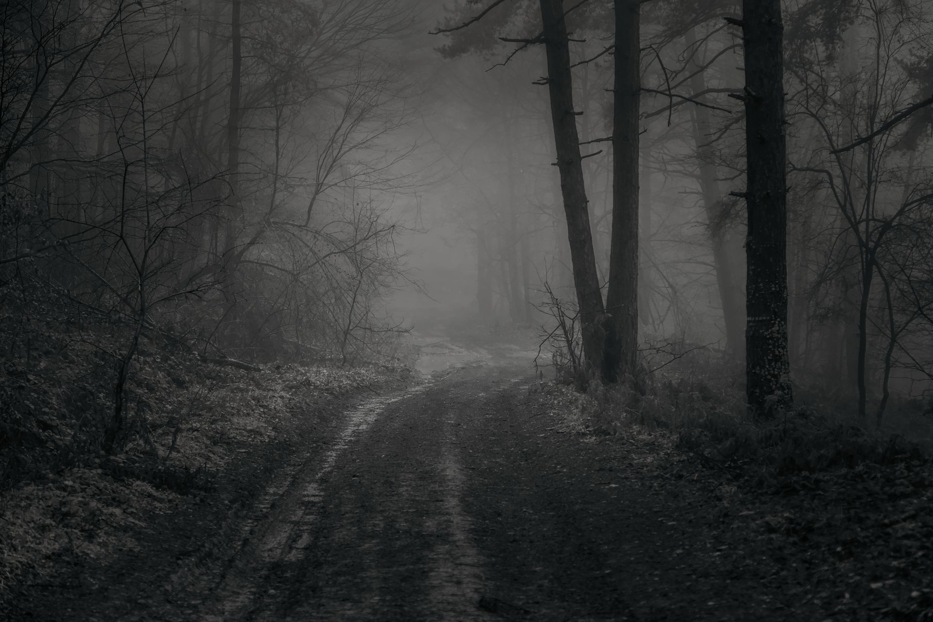 A mysterious foggy winter scene with a dirt road winding through a forest