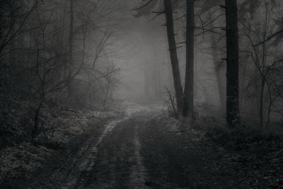 Fog-bound forest road at dusk — photo by Anton Atanasov on Pexels