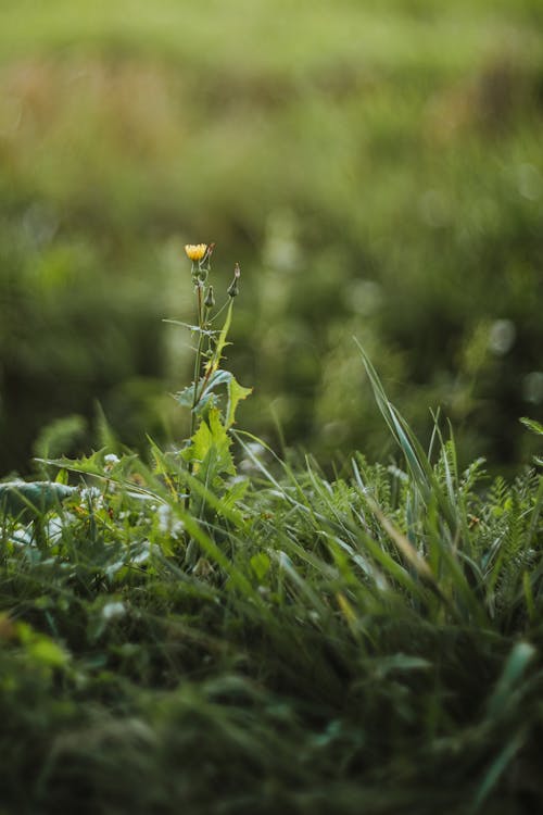 Základová fotografie zdarma na téma detail, mletý, příroda