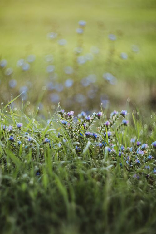 Free Beautiful close-up of wildflowers in a sunlit meadow, perfect for nature photography lovers. Stock Photo