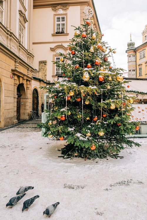 Immagine gratuita di albero di natale, animali, città