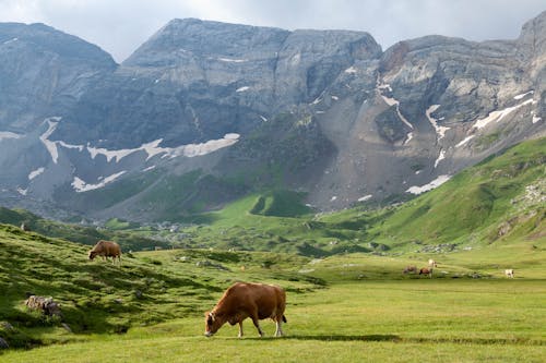 Darmowe zdjęcie z galerii z bydło, góry, krowy