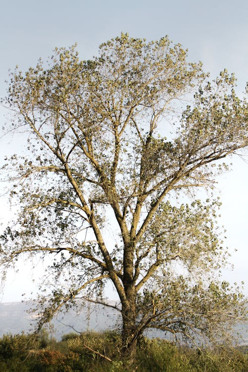 Imagine de stoc gratuită din arbore, fotografiere verticală, la țară