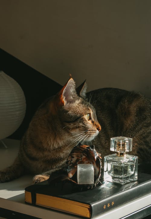 Little Cat Sitting on a Sofa