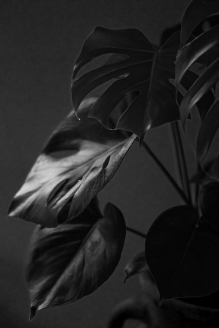 Black and white close-up of monstera leaves showcasing nature's patterns.