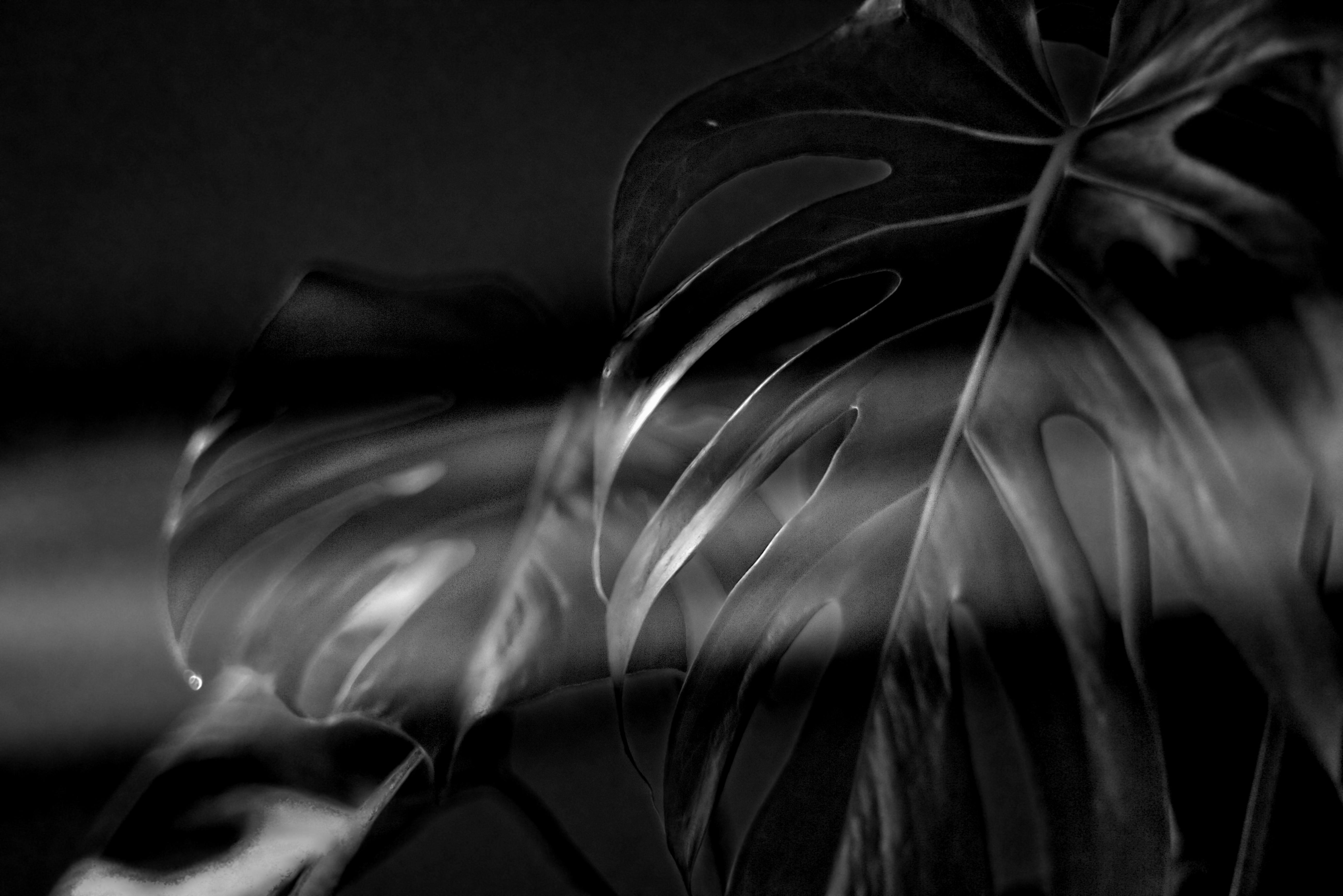 Free stock photo of black and white, black wallpaper, plant