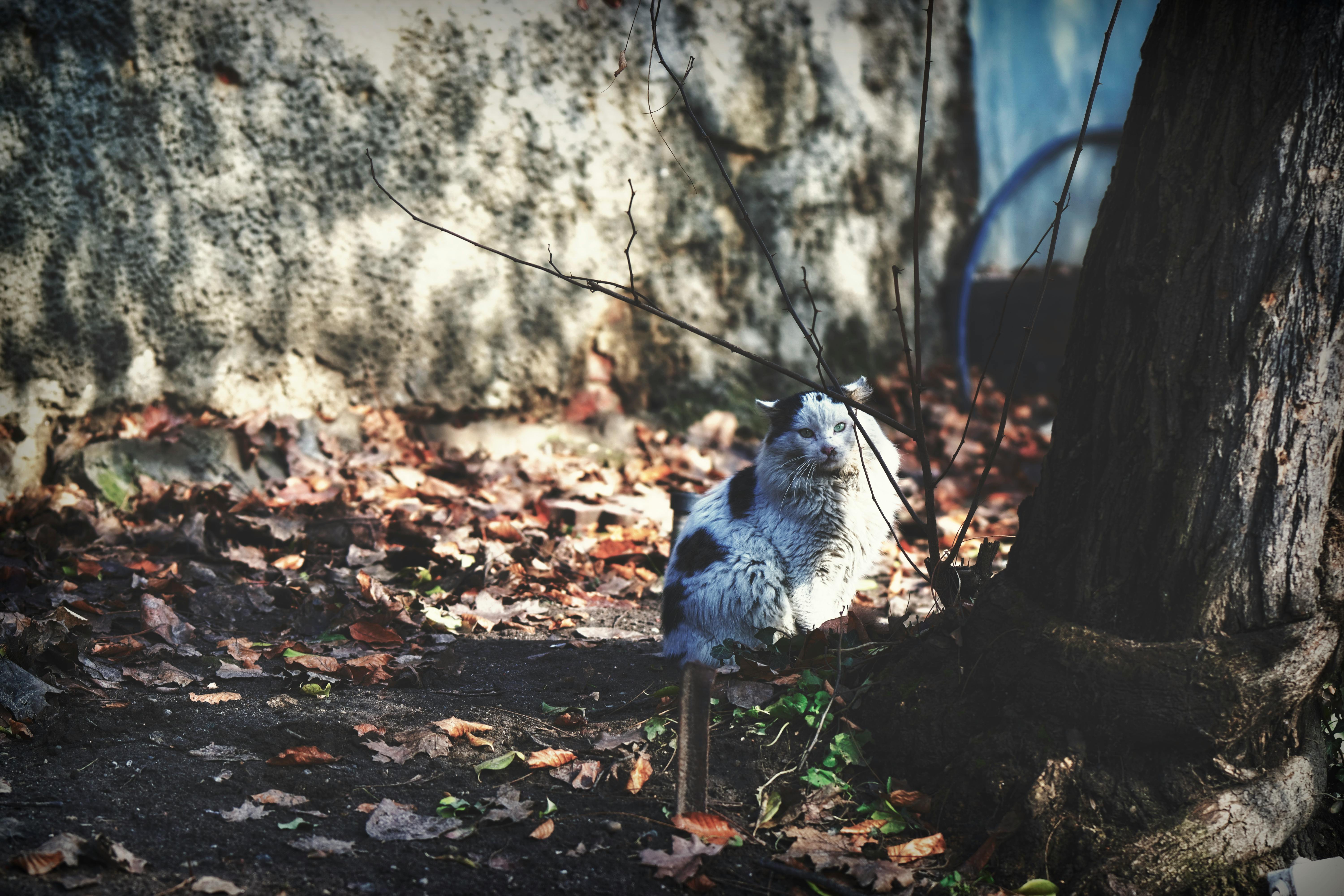 Криза тварин-безхатчинків в Нікополі