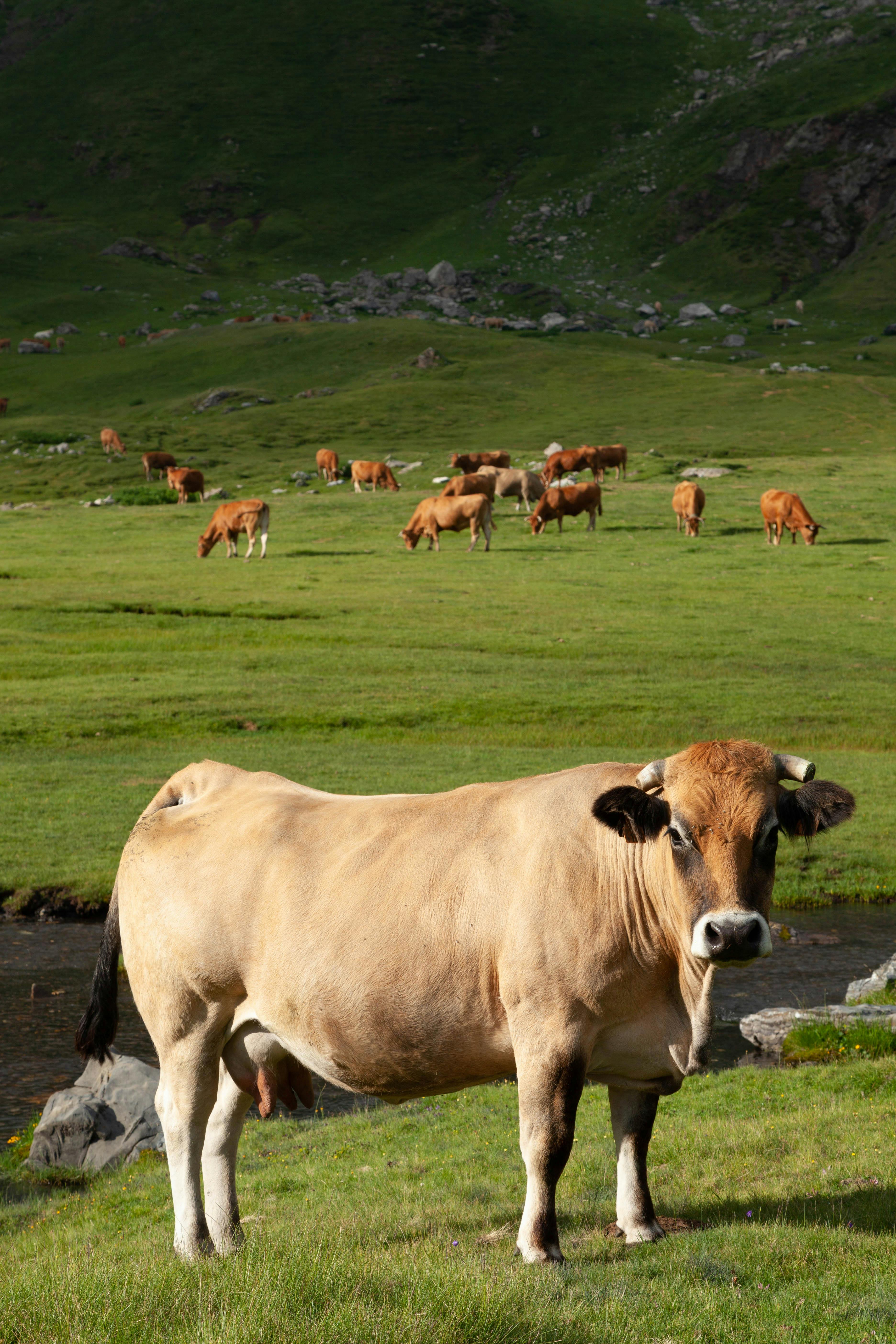 Portrait of Cow Calf · Free Stock Photo