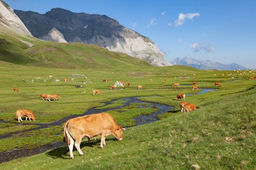 Limousin Cattle on Grassland