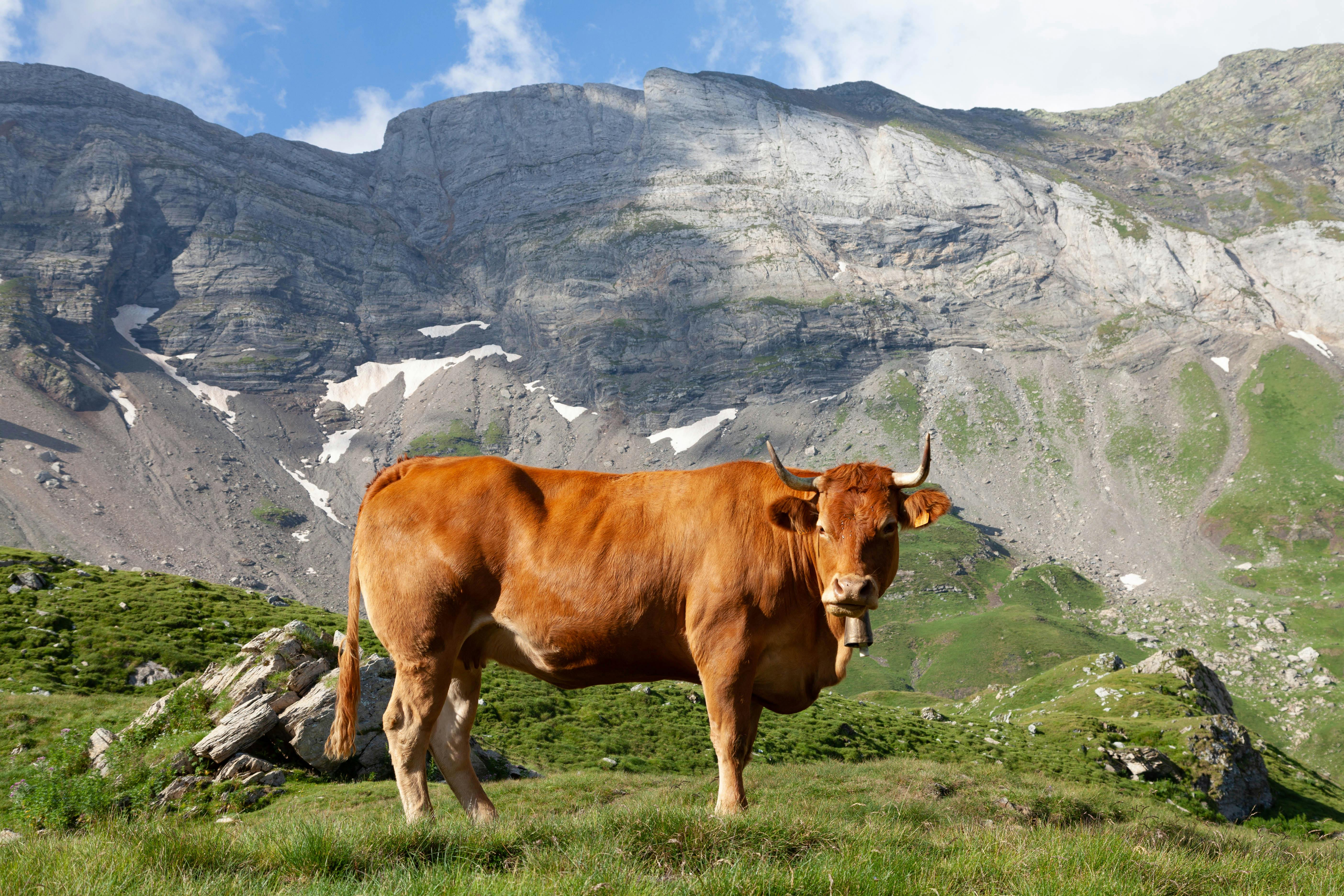 免費 occitanie, 下田, 動物 的 免費圖庫相片 圖庫相片