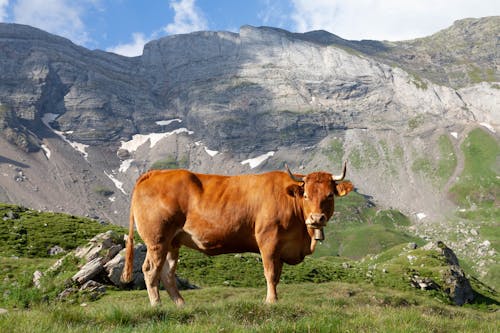 Limousin Cow by Mountain