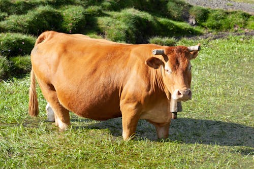 Pregnant Cow on Pasture