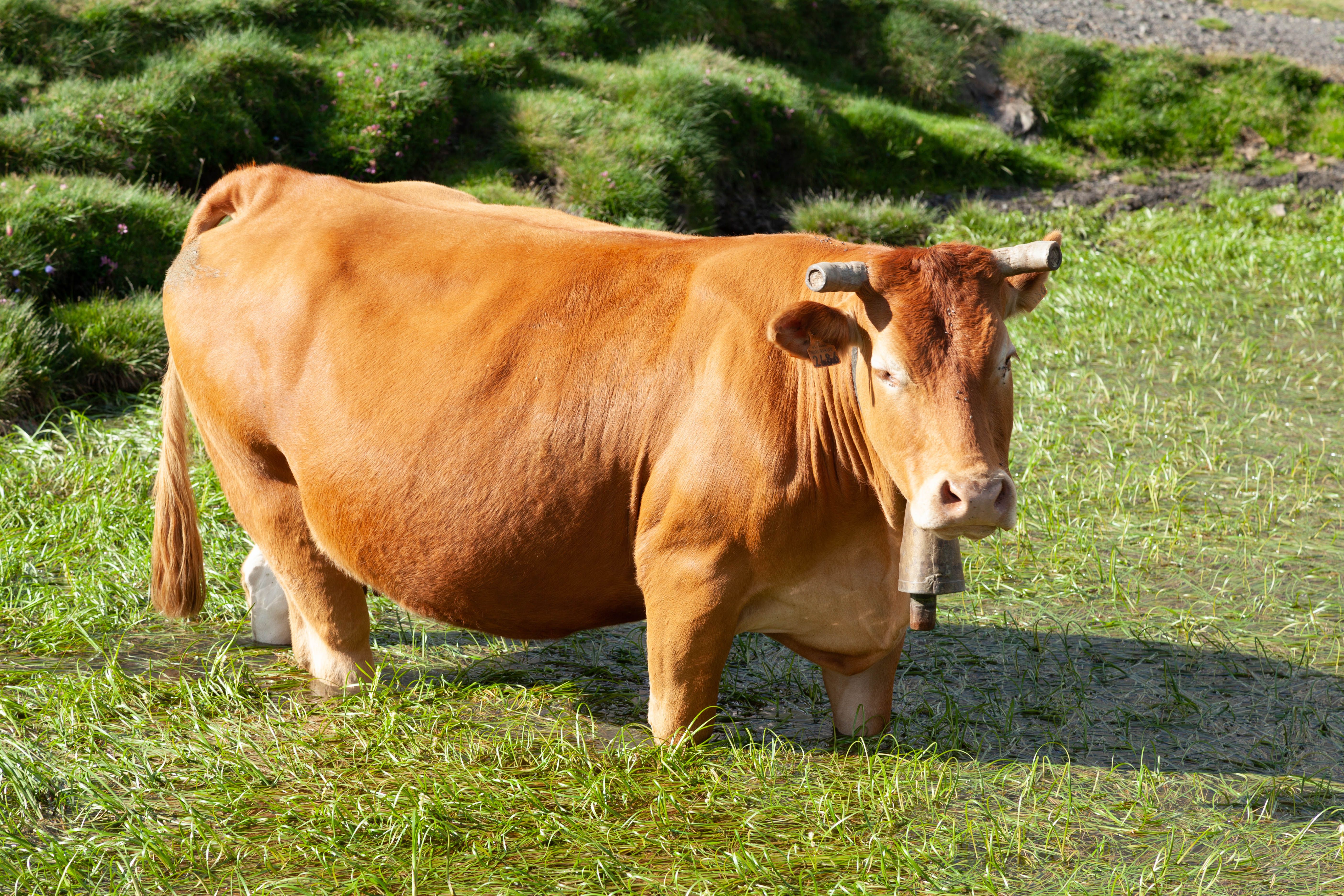 A brown cow standing in a field of grass · Free Stock Photo