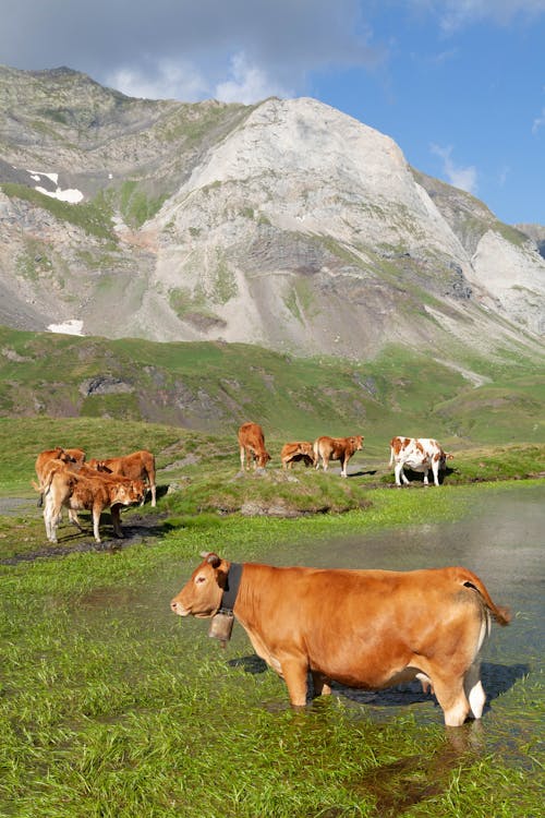 Cattle in Water in Valley