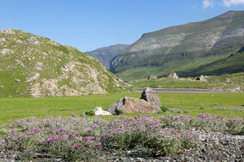 Gratis arkivbilde med åser, blomster, fjell