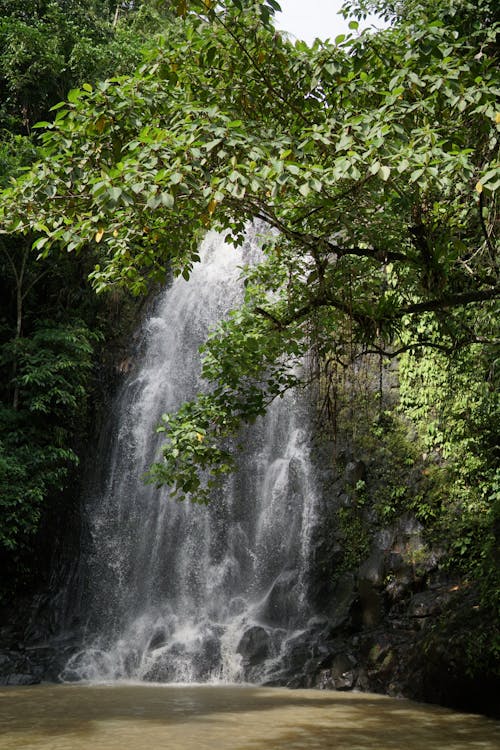 Tree Obcuring Waterfall in Jungle