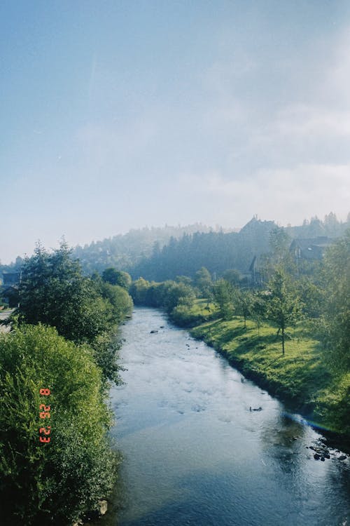 Imagine de stoc gratuită din apă curgătoare, arbori, codru