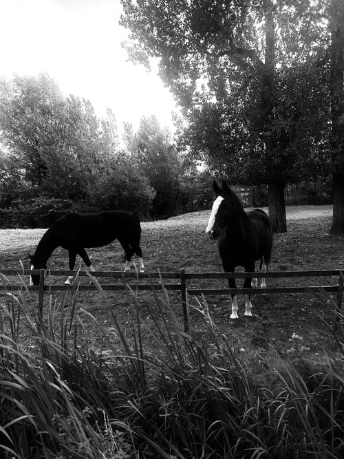 Free Black and white photo of two horses grazing in a serene rural landscape. Stock Photo