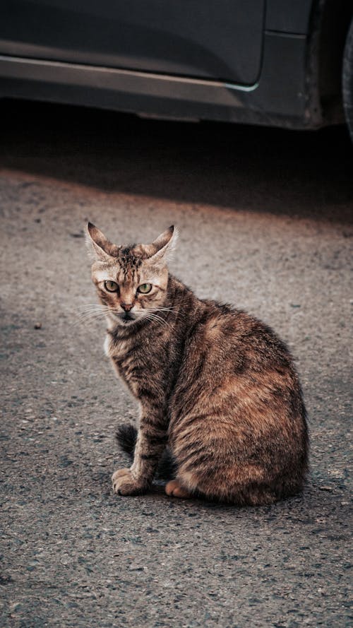 Gratis arkivbilde med dyrefotografering, fortau, katt