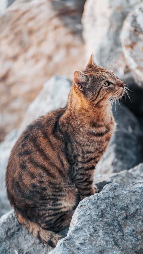 Cat Sitting on Rock