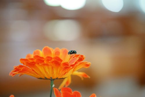 Kostnadsfri bild av apelsin, insekt, insektsfotografering