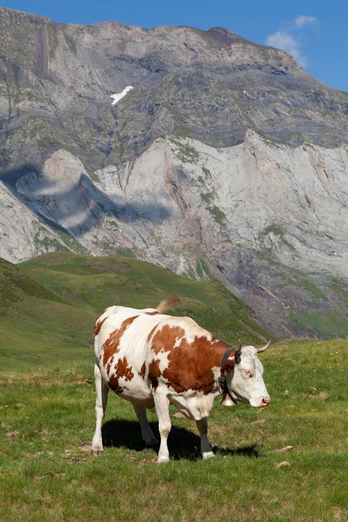 Foto d'estoc gratuïta de bestiar, enfocament selectiu, fons de pantalla per al mòbil