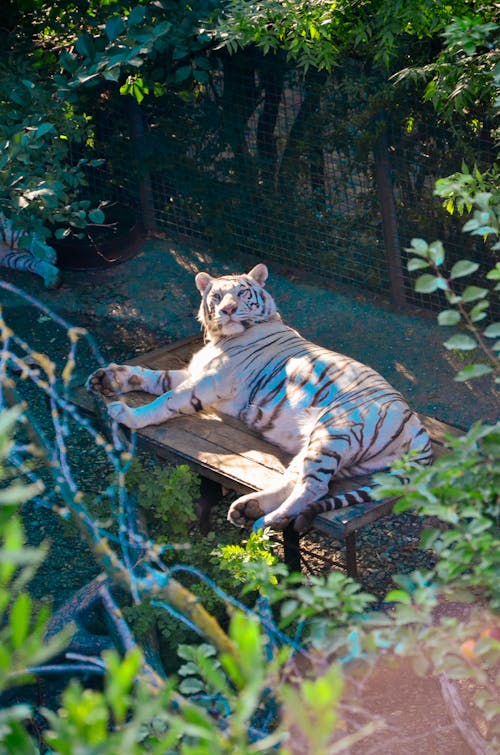 Tiger Lying Down in Zoo