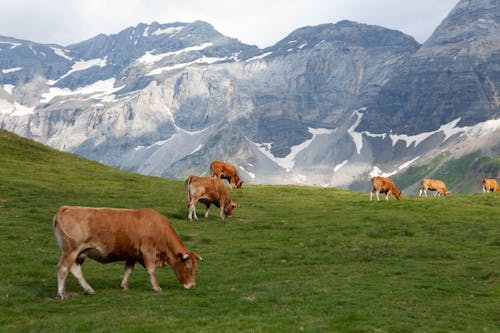 Ilmainen kuvapankkikuva tunnisteilla eläinkuvaus, laidun, lehmät