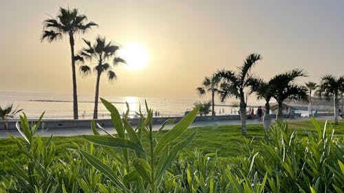 Безкоштовне стокове фото на тему «beach, grass, green»