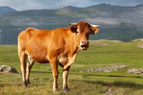 Cow on Grassland