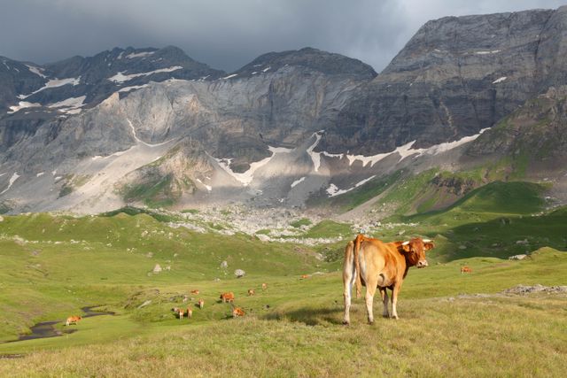 Troupeau au pâturage dans les Pyrénées, zone d'intervention d'EGIA pour l'insémination artificielle bovine à Pau