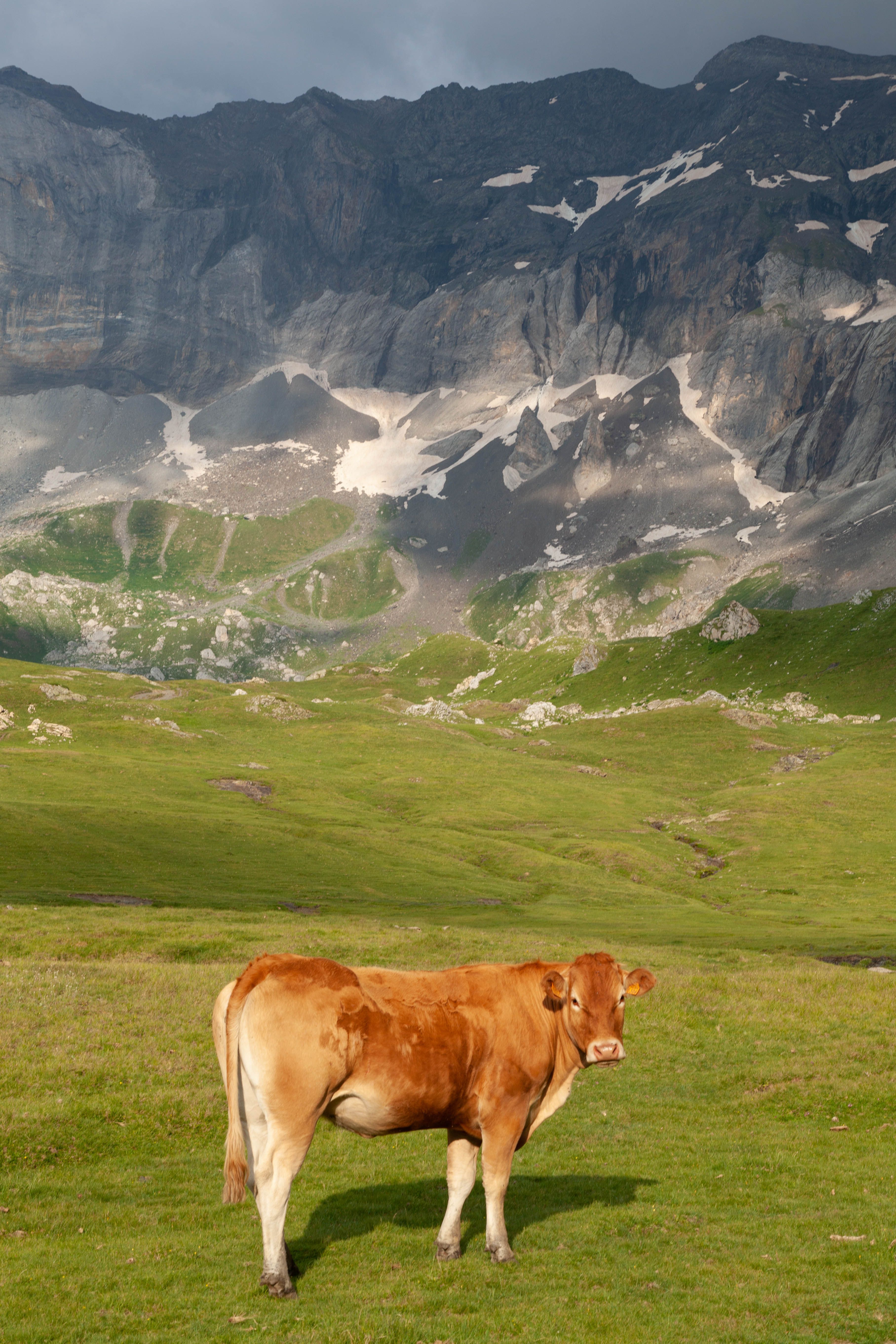 A brown cow standing in a grassy field · Free Stock Photo