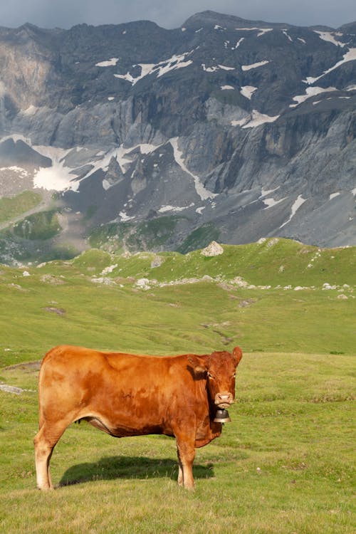リムーザン牛, 動物の写真, 垂直ショットの無料の写真素材
