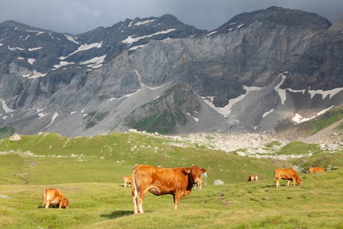 動物攝影, 壁紙, 奶牛 的 免费素材图片