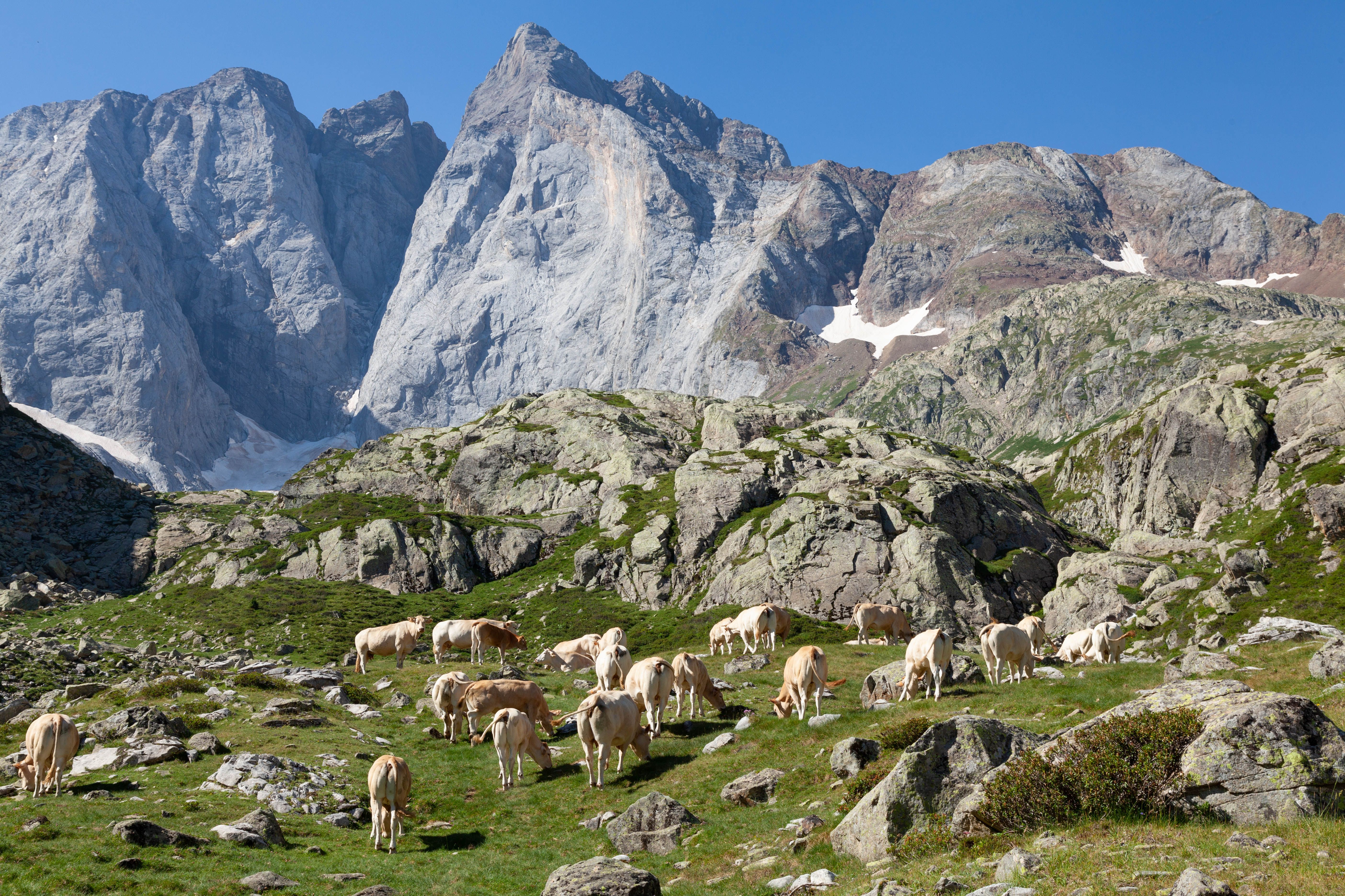 Marché de Cauterets — Wednesday & Saturday Morning Market