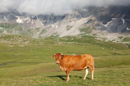 動物攝影, 家畜, 棕色的牛 的 免费素材图片