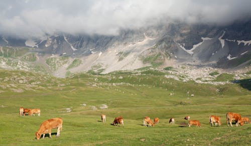 冷靜, 家畜, 棕色奶牛 的 免费素材图片