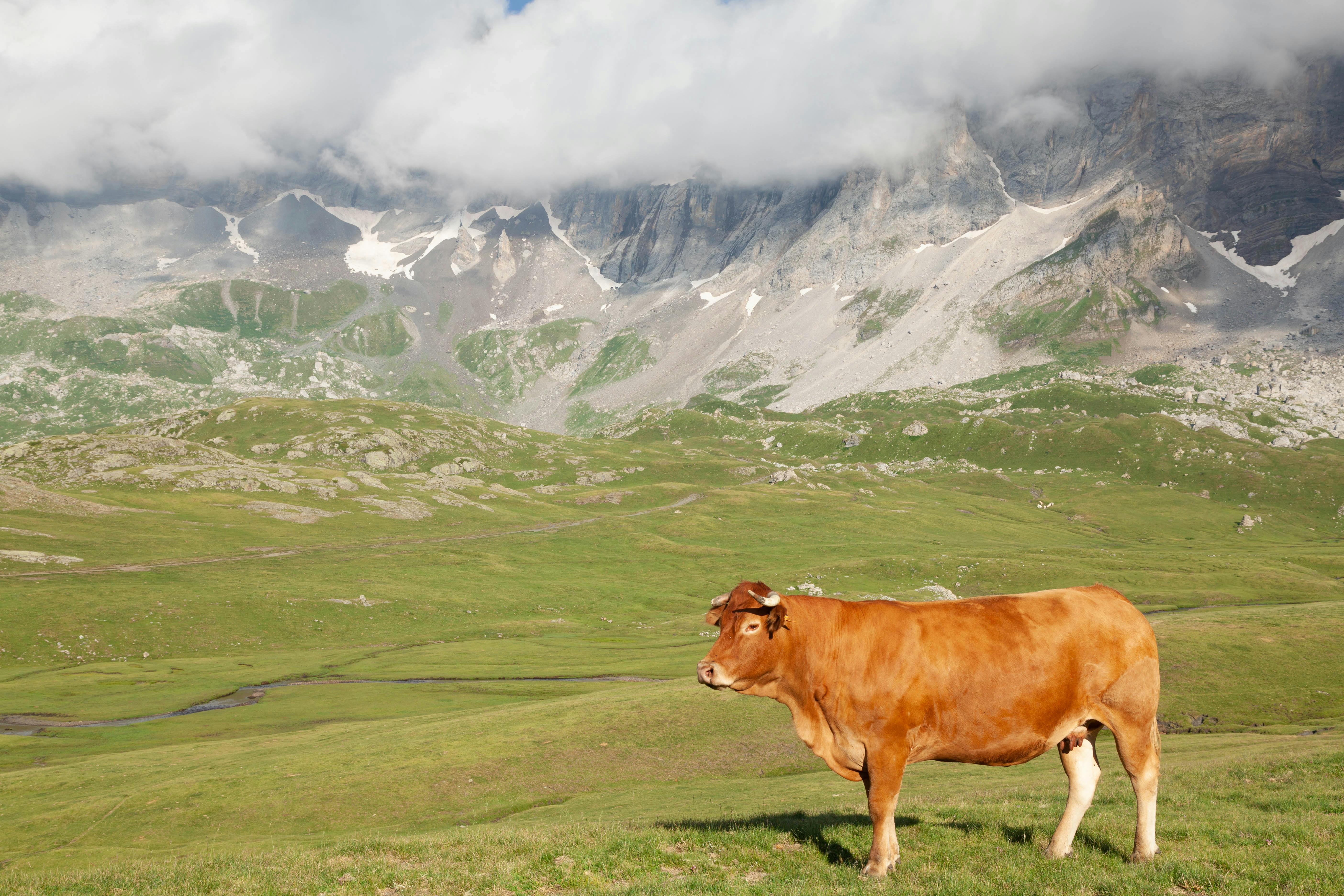 Cow on Pasture · Free Stock Photo