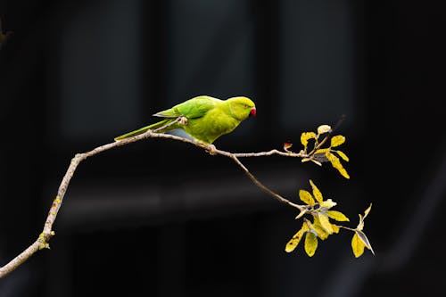 動物攝影, 樹葉, 觀鳥 的 免费素材图片