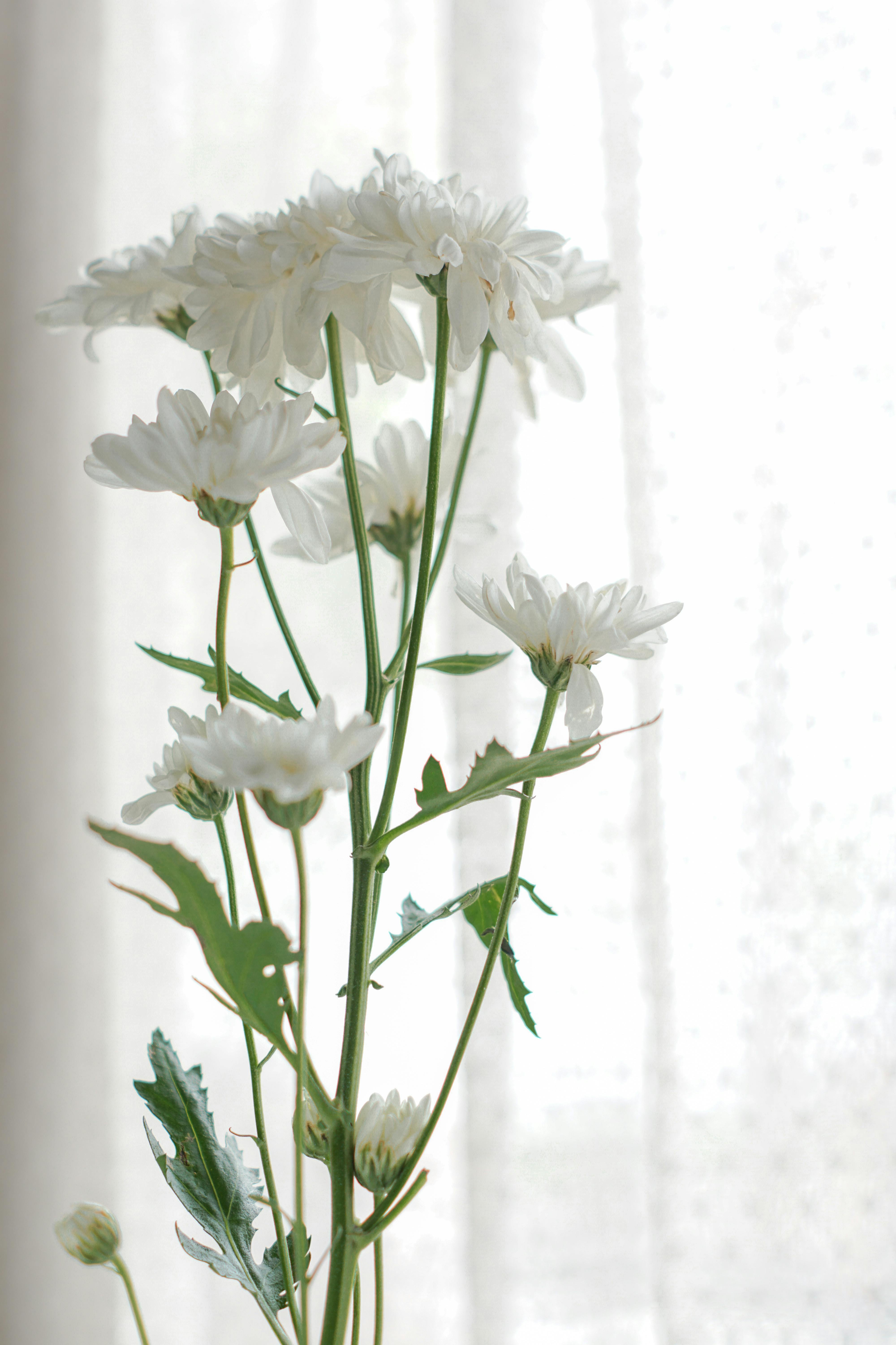 Artificial White Daisy Stem