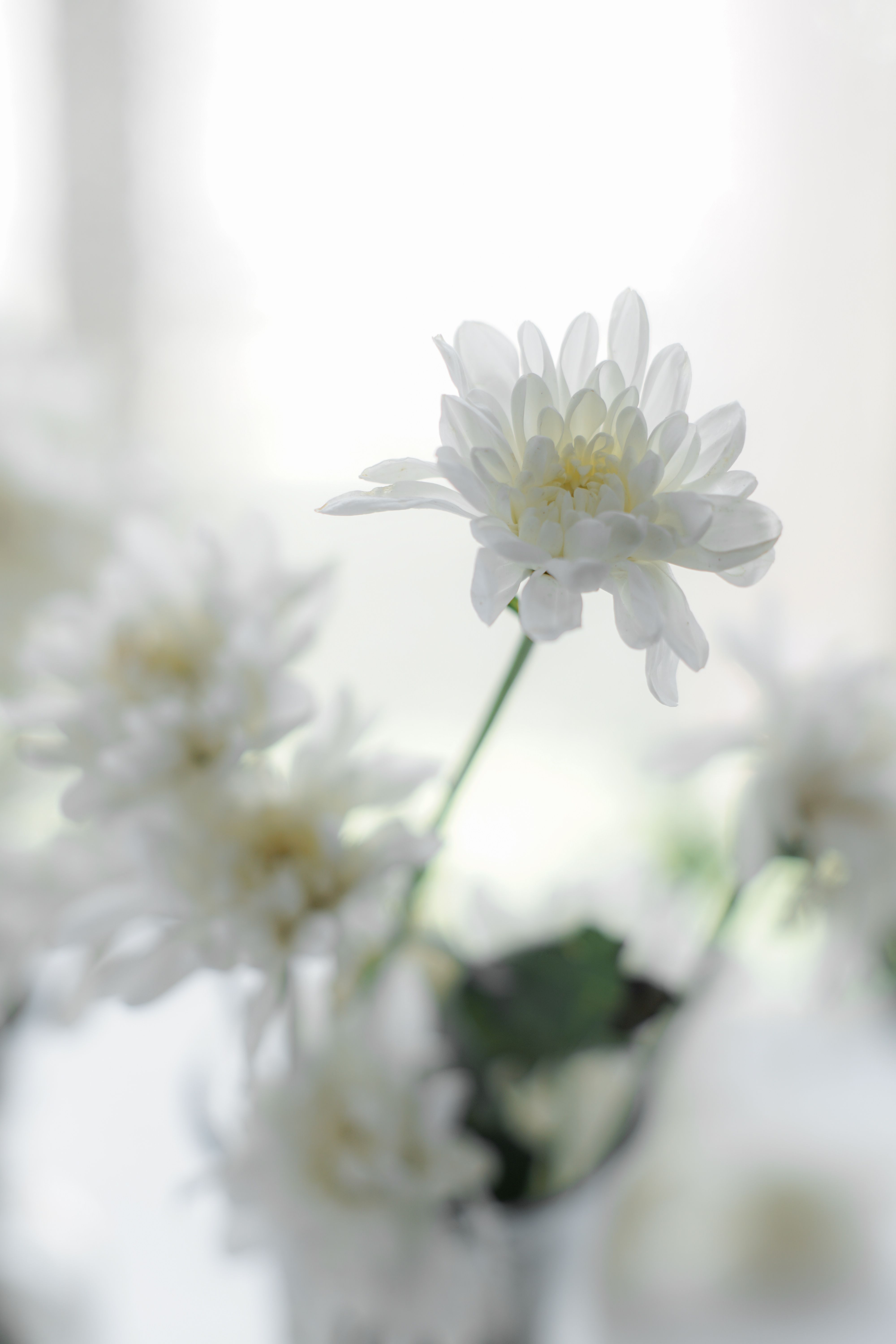 A delicate close-up of white chrysanthemums with soft lighting for a romantic touch.