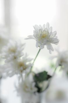A delicate close-up of white chrysanthemums with soft lighting for a romantic touch.