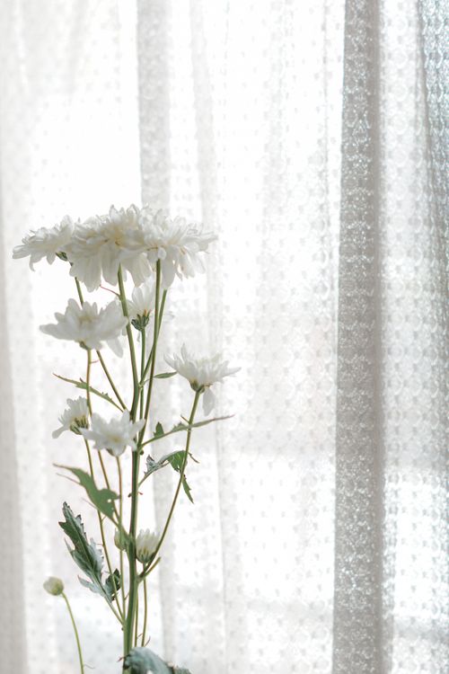 Free A serene display of white chrysanthemums against soft sheer curtains, evoking calm and minimalism. Stock Photo