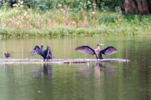 Základová fotografie zdarma na téma fotografie divoké přírody, fotografování zvířat, jezero