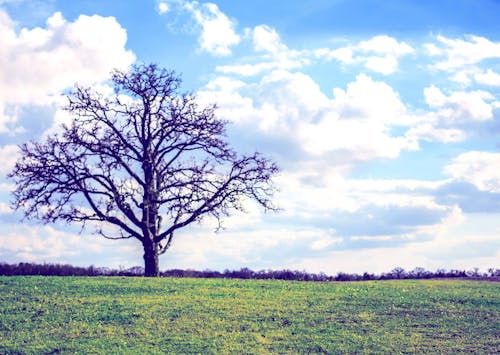 Free stock photo of dead tree, field, nature