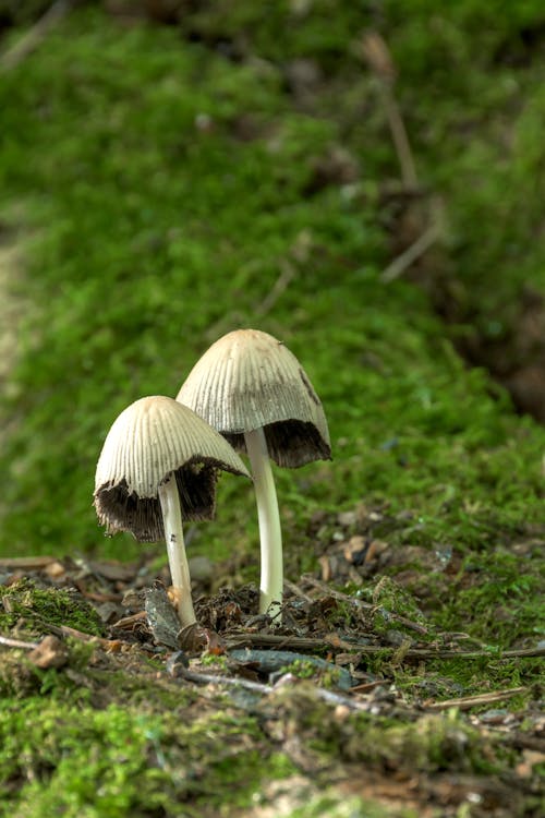 Foto profissional grátis de chão, cogumelos, foco seletivo