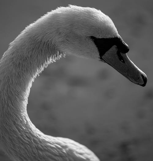 Head of Swan