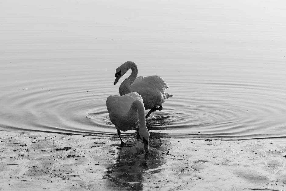 Black and white photo of two swans gracefully stepping along a peaceful lakeshore.